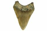 Serrated, Fossil Megalodon Tooth - North Carolina #165429-1
